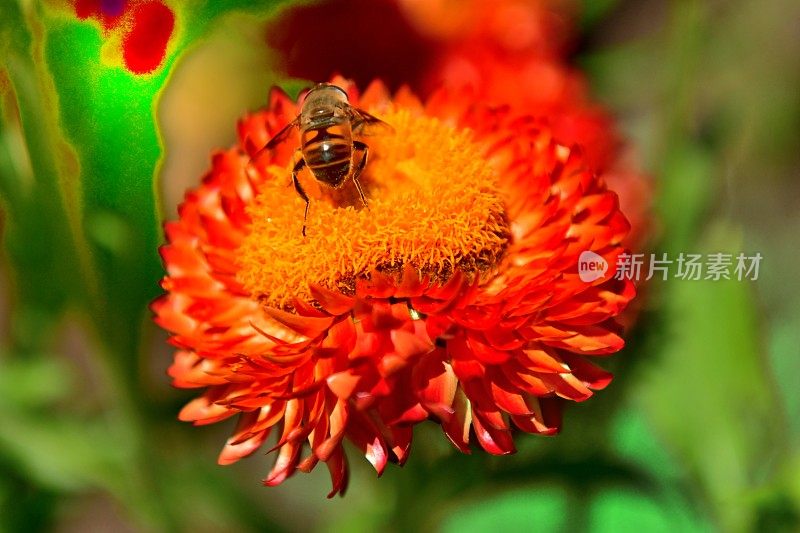 Strawflower /蜡菊